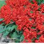 Salvia 'Blaze Of Fire'