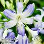 Agapanthus 'Sea Breeze'