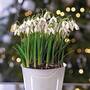 Single Snowdrops - Gift