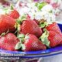Strawberry 'Korona' (Early to Mid Season)