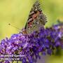 Buddleja davidii 'Empire Blue'