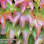 Parthenocissus Tricuspidata Veitchii