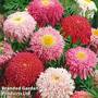 Tanacetum coccineum 'Semi-double Mix'