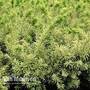 Taxus cuspidata 'Dwarf Bright Gold'