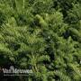 Taxus x media 'Hicksii'
