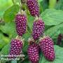 Tayberry 'Buckingham'