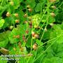 Tellima grandiflora