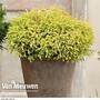 Thuja occidentalis 'Golden Tuffet'
