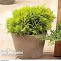 Thuja occidentalis 'Amber Glow'