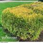 Thuja occidentalis 'Rheingold'