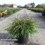 Thuja plicata 'Kager's Beauty'