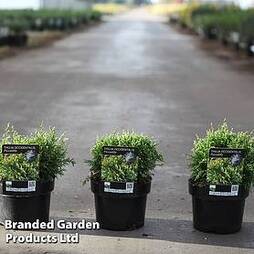 Thuja occidentalis 'Piccadilly'