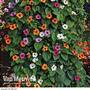 Thunbergia alata 'Sunny Susy Collection'