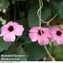 Thunbergia 'Sunny Susy Pink Beauty'