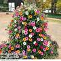 Thunbergia alata 'Sunny Susy Collection'