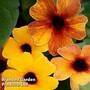 Thunbergia 'Sunny Susy Terracotta'