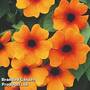 Thunbergia 'Sunny Susy Glow'