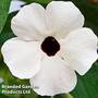 Thunbergia 'Sunny Susy White Halo'