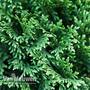 Thuja plicata 'Can Can'