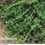 Common Thyme