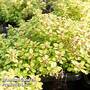 Thyme 'Archer's Gold'