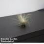 Tillandsia argentea (House Plant)