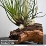 Air Plant on Bog Wood