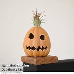 Halloween Tillandsia in Ghoulish Gourdon Pot