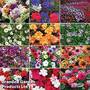 Nurseryman?s Choice Summer Favourites