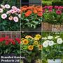 Nurseryman's Choice Gerberas