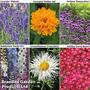 Perennial Potted Collection