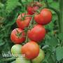 Tomato 'Moneymaker' (Grafted)