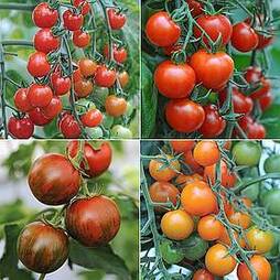 Nurseryman's Choice Tomatoes
