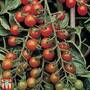 Tomato 'Ruby' F1