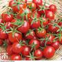 Tomato 'Supersweet'