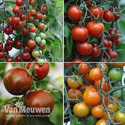 Nurseryman's Choice Tomatoes