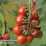 Tomato 'Alicante'