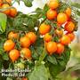 Tomato 'Dora Orange'