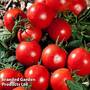 Tomato 'Premio' (Grafted)