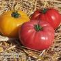 Tomato 'Buffalo Trio' (Grafted)