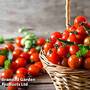 Tomato 'Consuelo' (Crimson Cherry)