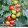 Tomato 'Crimson Crush' F1