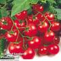 Tomato 'Gardener's Delight'