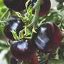 Tomato 'Indigo Rose'