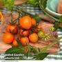 Tomato Grafted 'Merrygold'