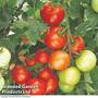Tomato Moneymaker  Postiplugs