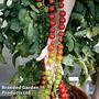 Tomato 'Rapunzel' F1