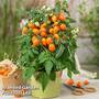 Tomato Sunny Drops Orange