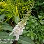 Buddleja Butterfly Towers White