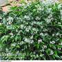 Trachelospermum jasminoides